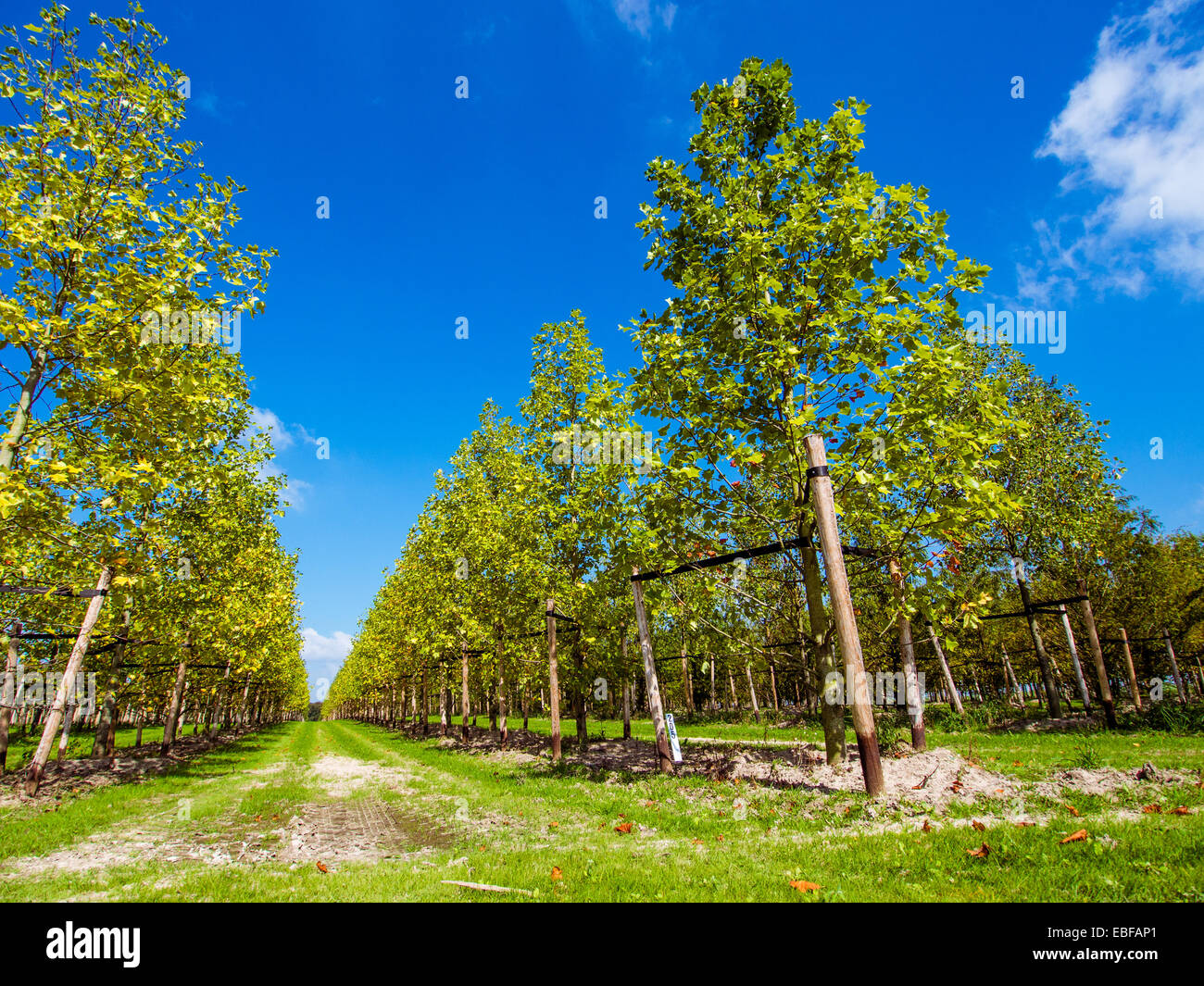 Bäume in Folge unter blauem Himmel Stockfoto