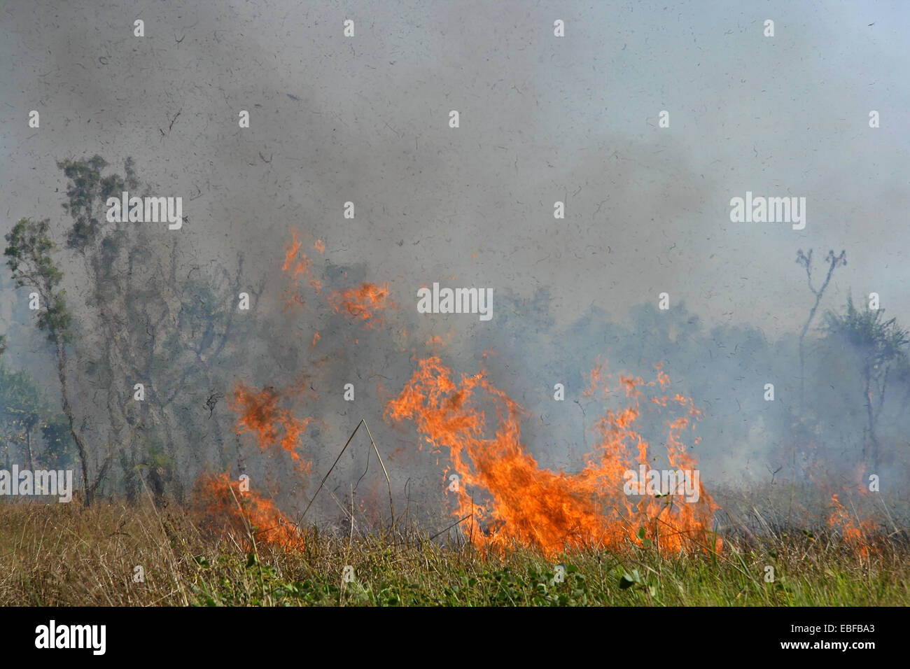 Heftige Brushfire mit roten Flammen und Rauch, Kakadu National Park, Australien Stockfoto