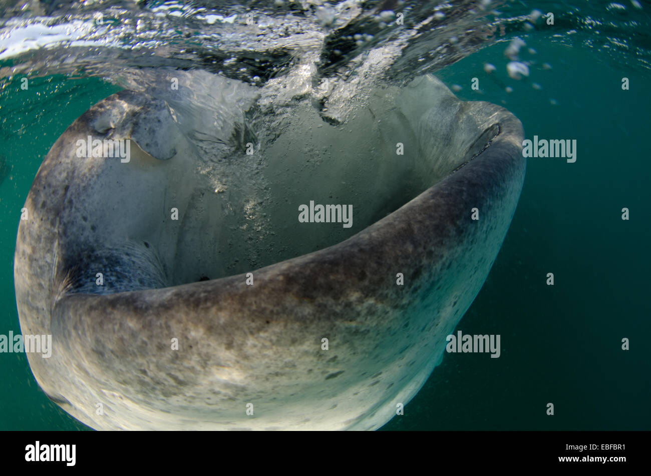 Walhai ernähren sich von Plankton an der Oberfläche Stockfoto