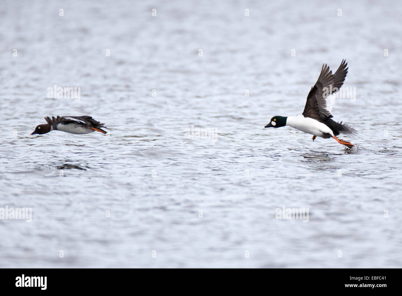 Russland, Moskau, Timirjazevsky Park. Bucephala Clangula liegt Schellenten in der Natur. Stockfoto