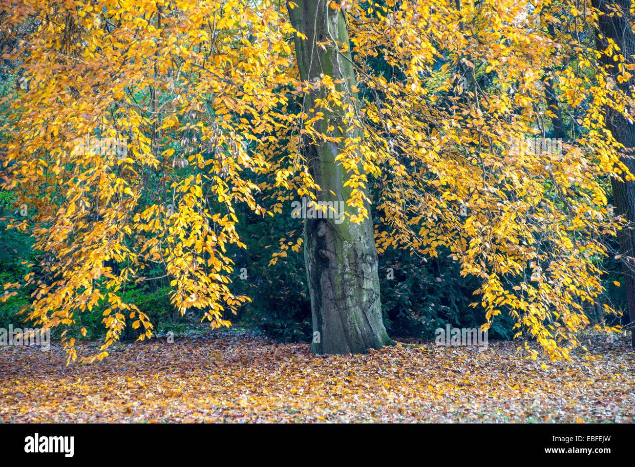 Gelbe Herbst Buche Baum Fagus sylvatica Stockfoto