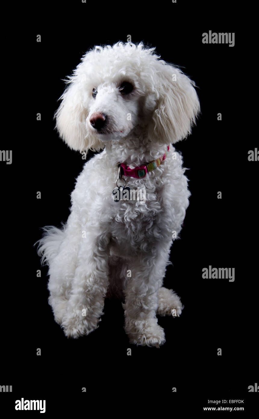 Poochon (Bichon x Pudel) posiert Stockfoto