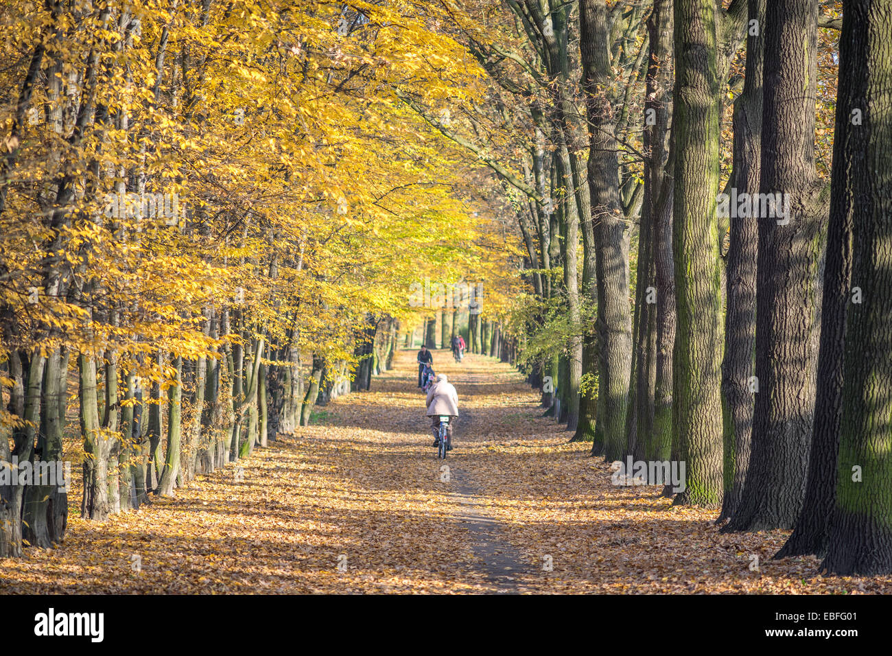 Reihe von gelben Herbst Ulmen in der Sonne Ulmus laevis Stockfoto