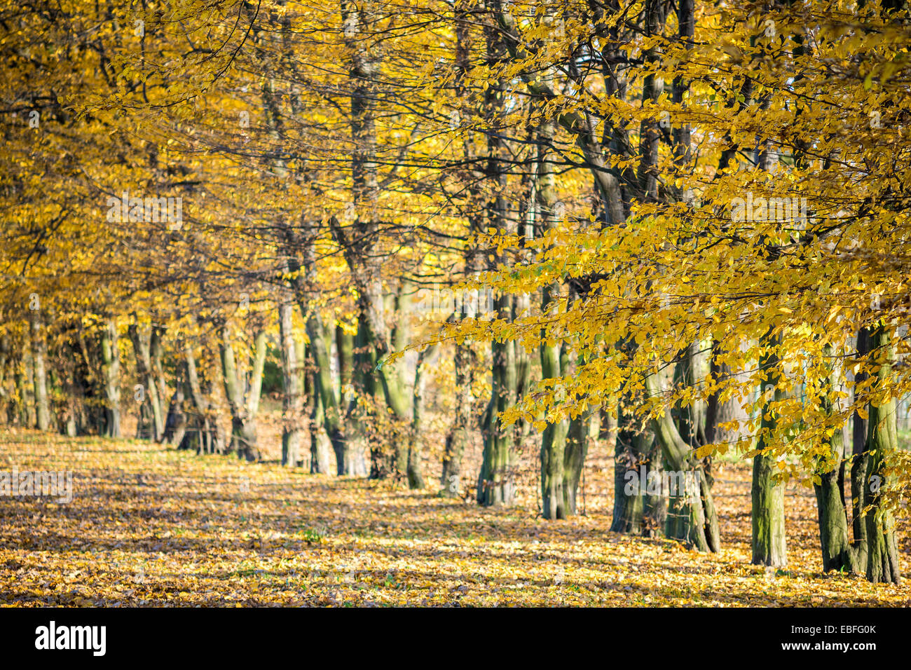 Reihe von gelben Herbst Ulmen in der Sonne Ulmus laevis Stockfoto