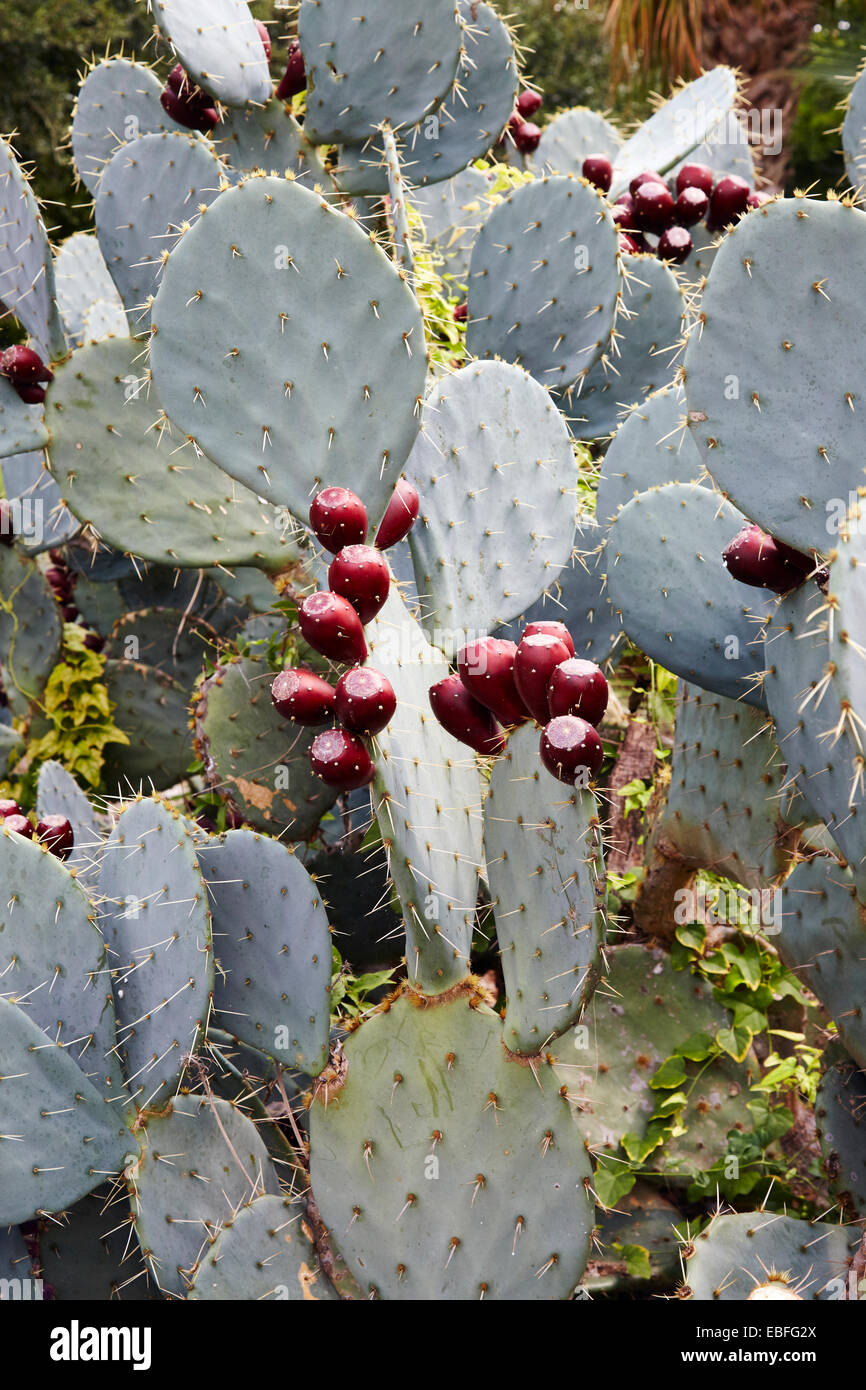 Prickly Pear Cactus in den Gärten von Alamo, San Antonio, Texas, USA Stockfoto