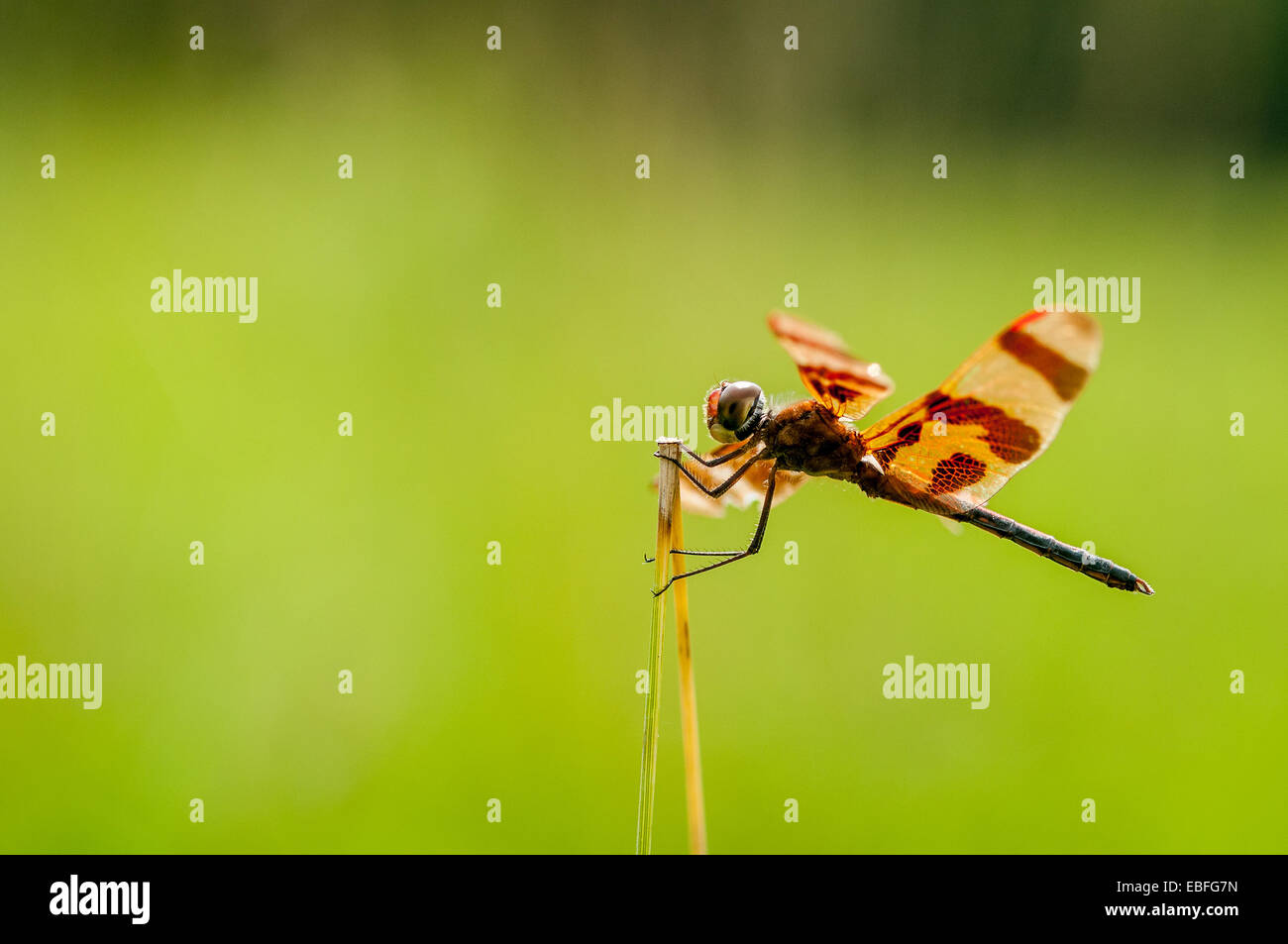 Eine Libelle klammert sich an einen Rasen-Stamm in der frühen Morming im ländlichen Hale County, Alabama, USA. Stockfoto