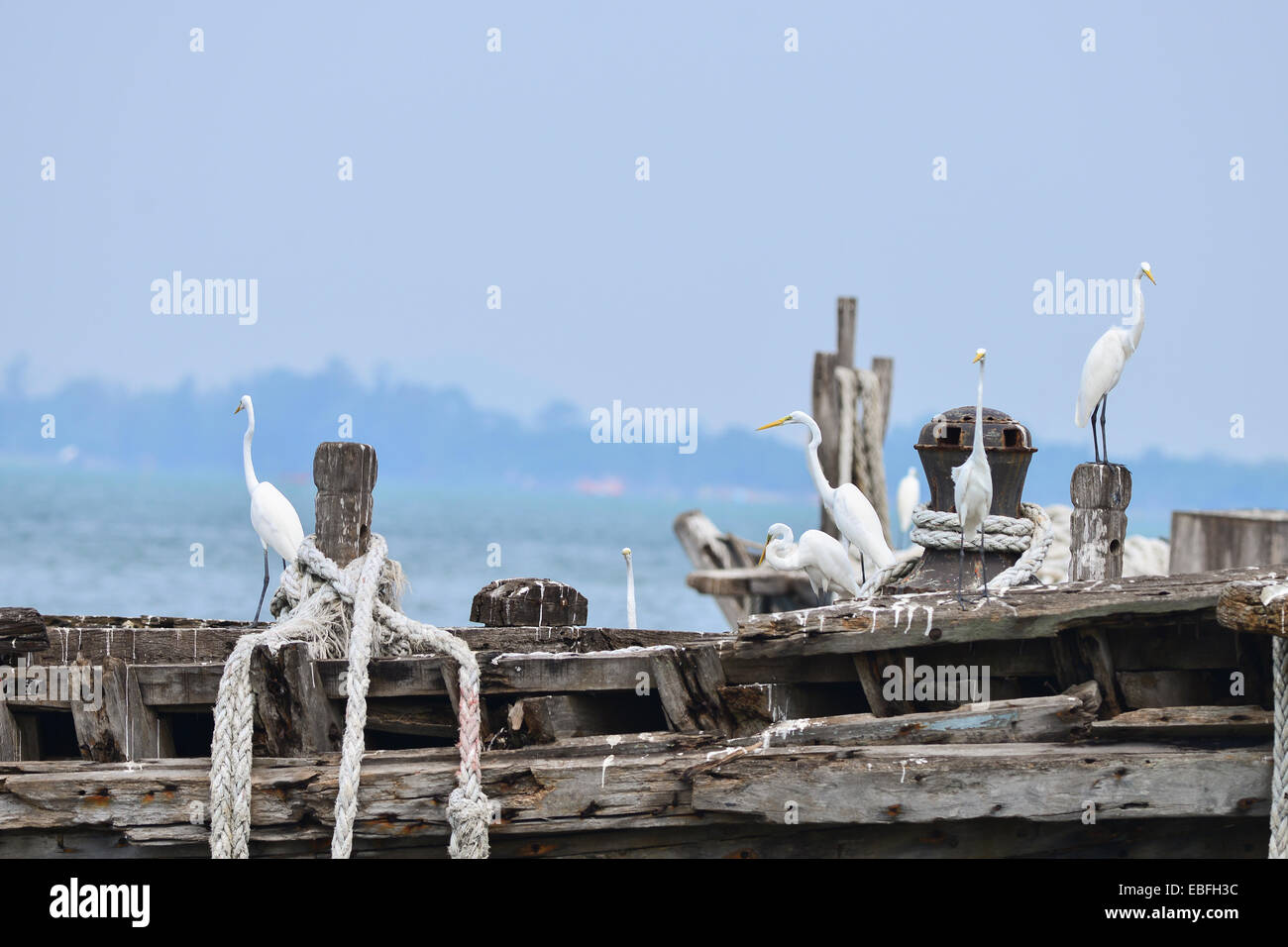 Silberreiher auf alten Fischerei-Schiff Stockfoto