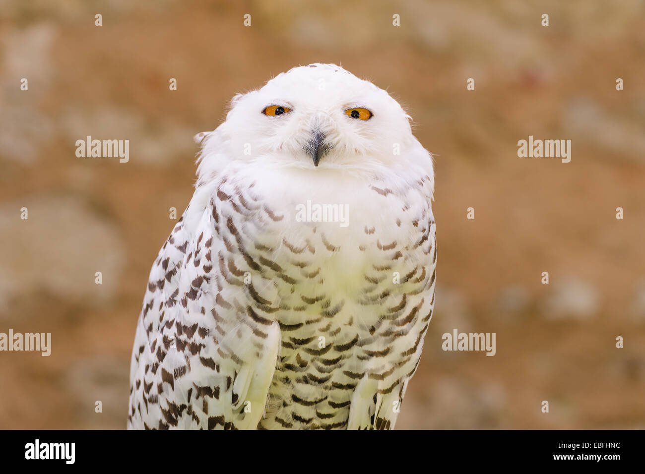 Porträt von ruhigen Raubtier Wildvogel verschneiten weiße Eule Kameraobjektiv mit gelben Augen anstarren Stockfoto