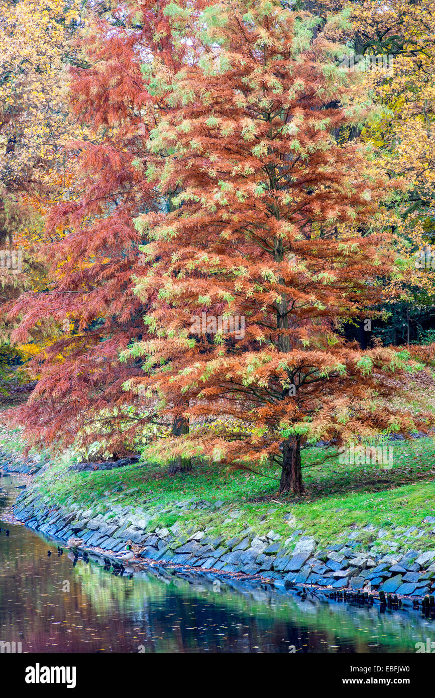 Taxodium Distichum Bäume Drehen braun im Herbst Stockfoto