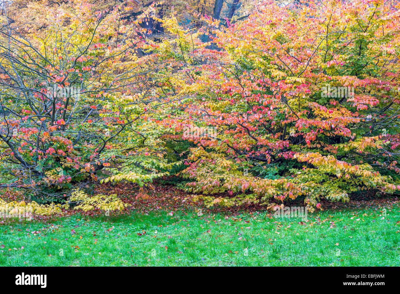 Bunter Herbst Buche Bäume Fagus sylvatica Stockfoto