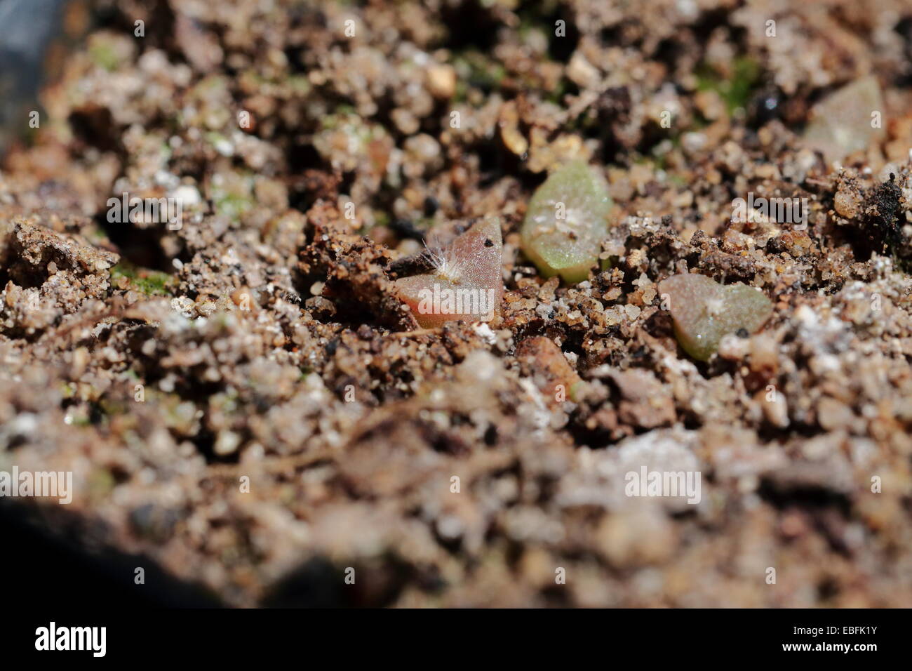 Künstlich vermehrt Sämlinge von Kandelaberkaktus (Carnegiea Gigantea) Stockfoto