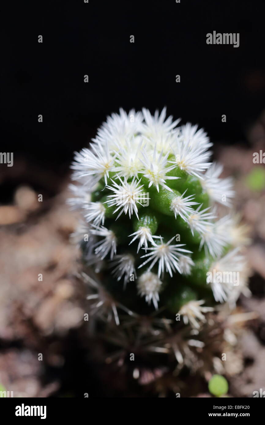 Mammillaria Vetula SSP. Gracilis CV Arizona Snowcap Stockfoto
