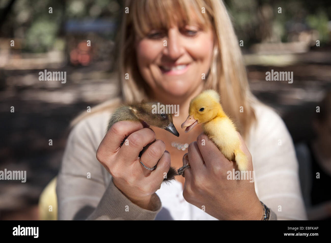 Frau mit Baby Ente und Küken Stockfoto