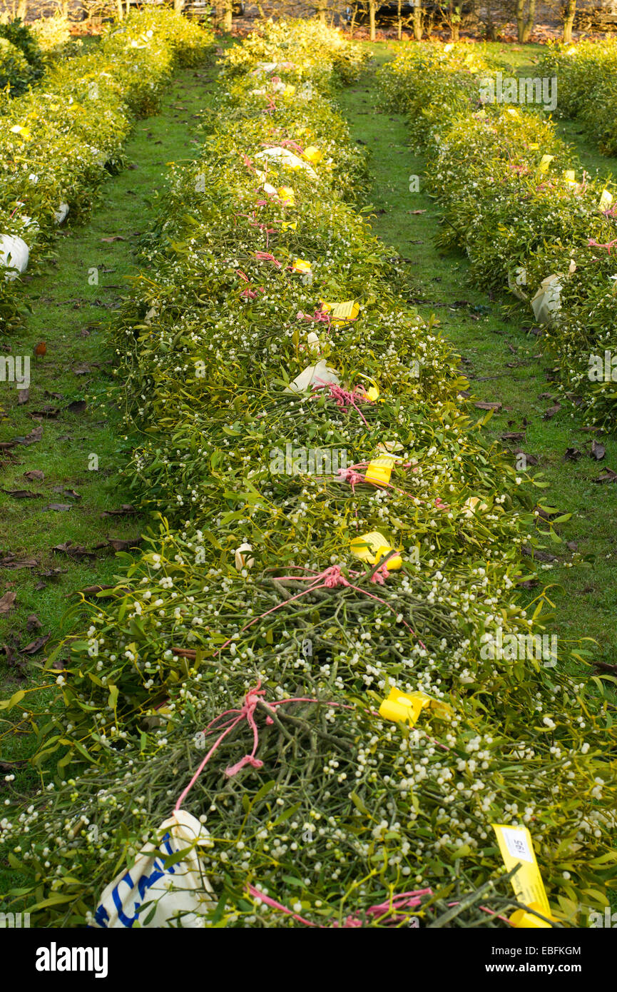 Tenbury Wells Mistel und Holly Vertrieb Stockfoto