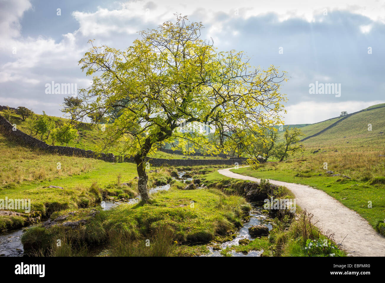 Baum im Malham Beck, North Yorkshire. Stockfoto