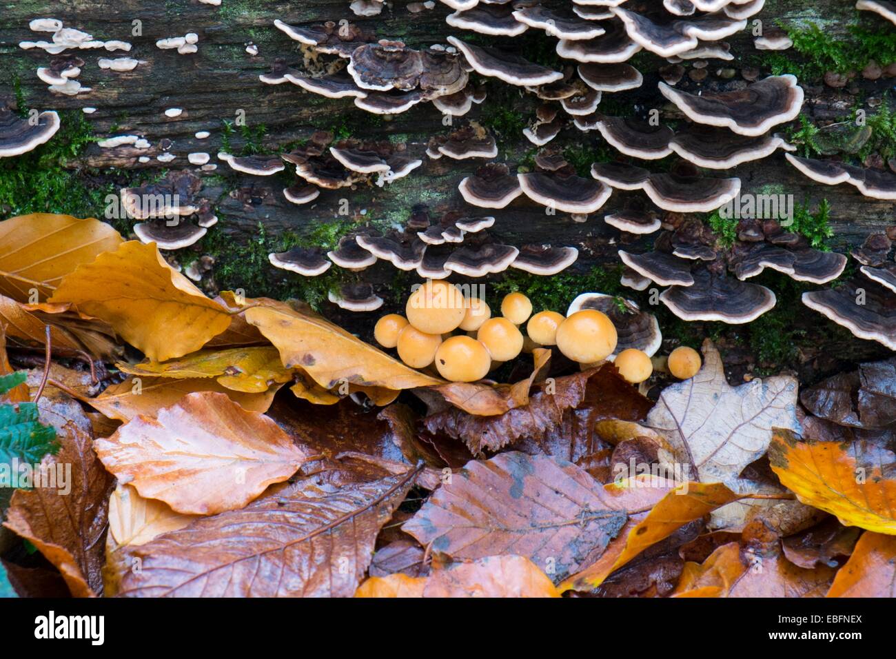 Turkeytail Halterung Pilz und Laub. Stockfoto