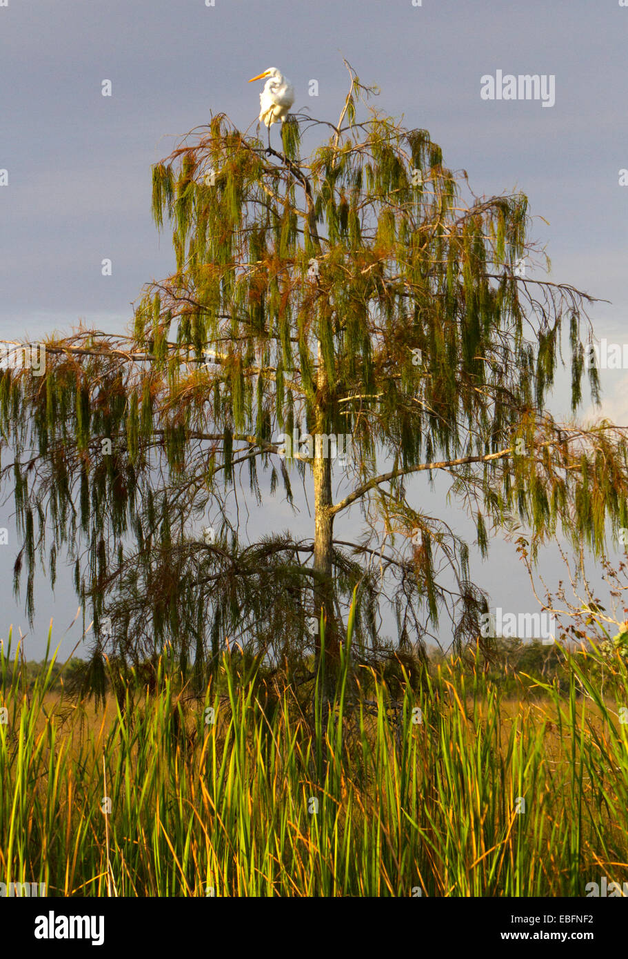 Everglades National Park, in der Nähe der Tamiami Trail in Süd-Florida. Stockfoto