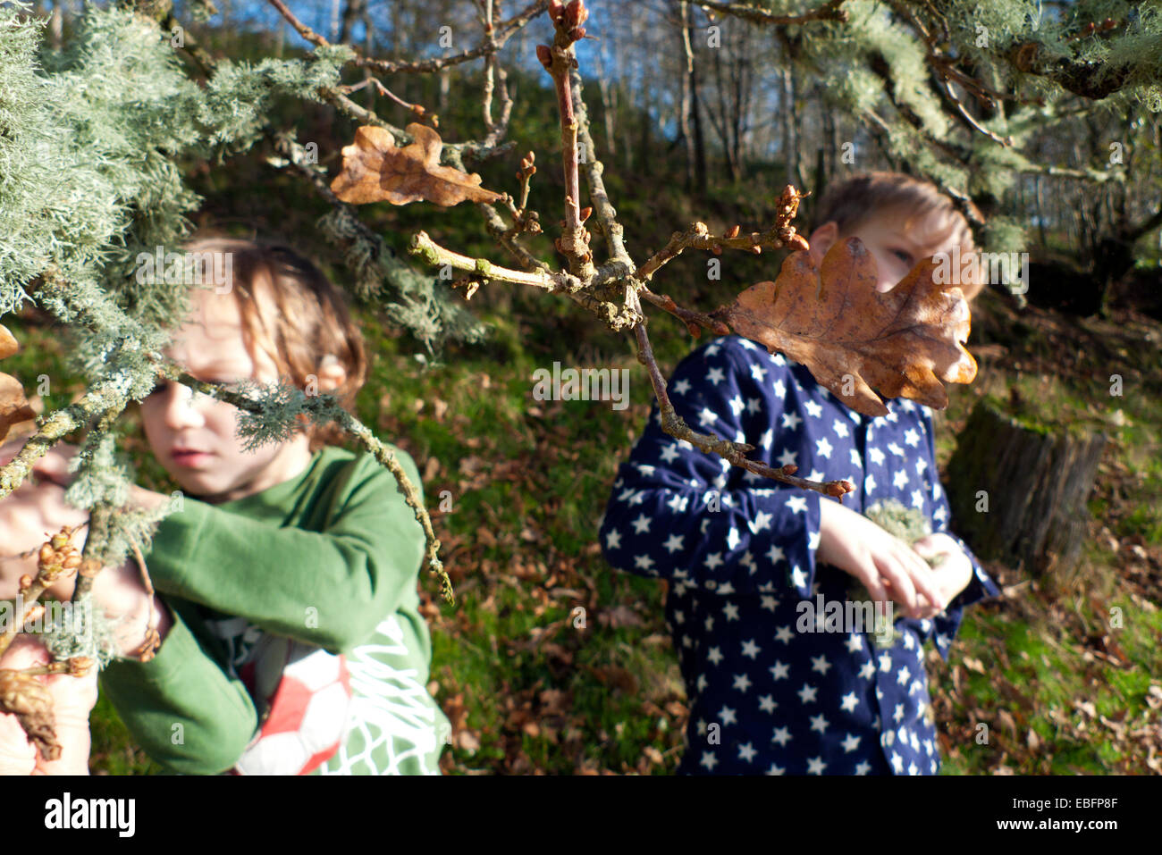 Der Junge, der Ramalina farinacea oder usnea Flechten aus der Eiche sammelt Baum Zweig Kind Kinder Natur draußen im Herbst ländlichen Carmarthenshire WALES GROSSBRITANNIEN KATHY DEWITT Stockfoto