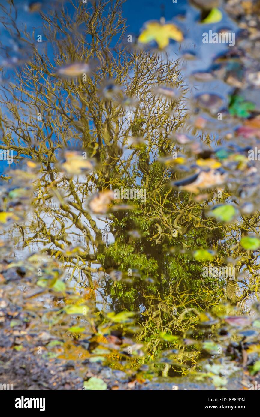 Baum-Reflexion in Pfütze mit abgefallenen Blättern Stockfoto