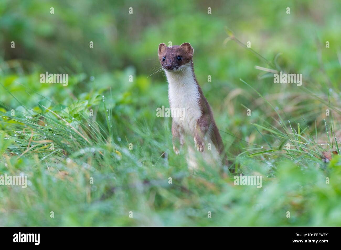 Europäische Hermelin - Mustela Erminea in alert-Haltung Stockfoto
