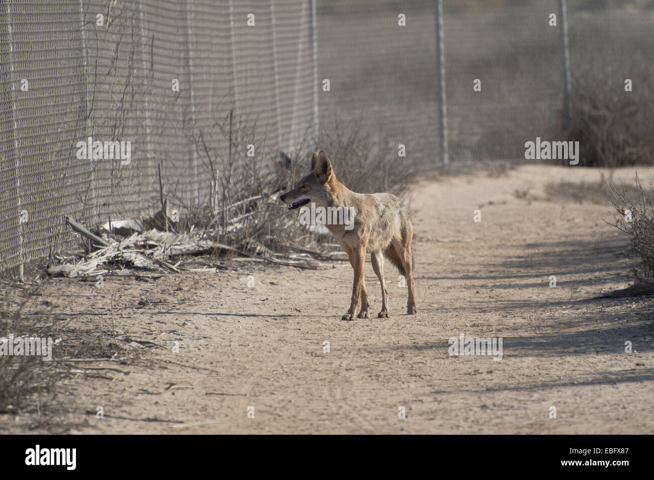 Coyote auf unbefestigten Weg Stockfoto