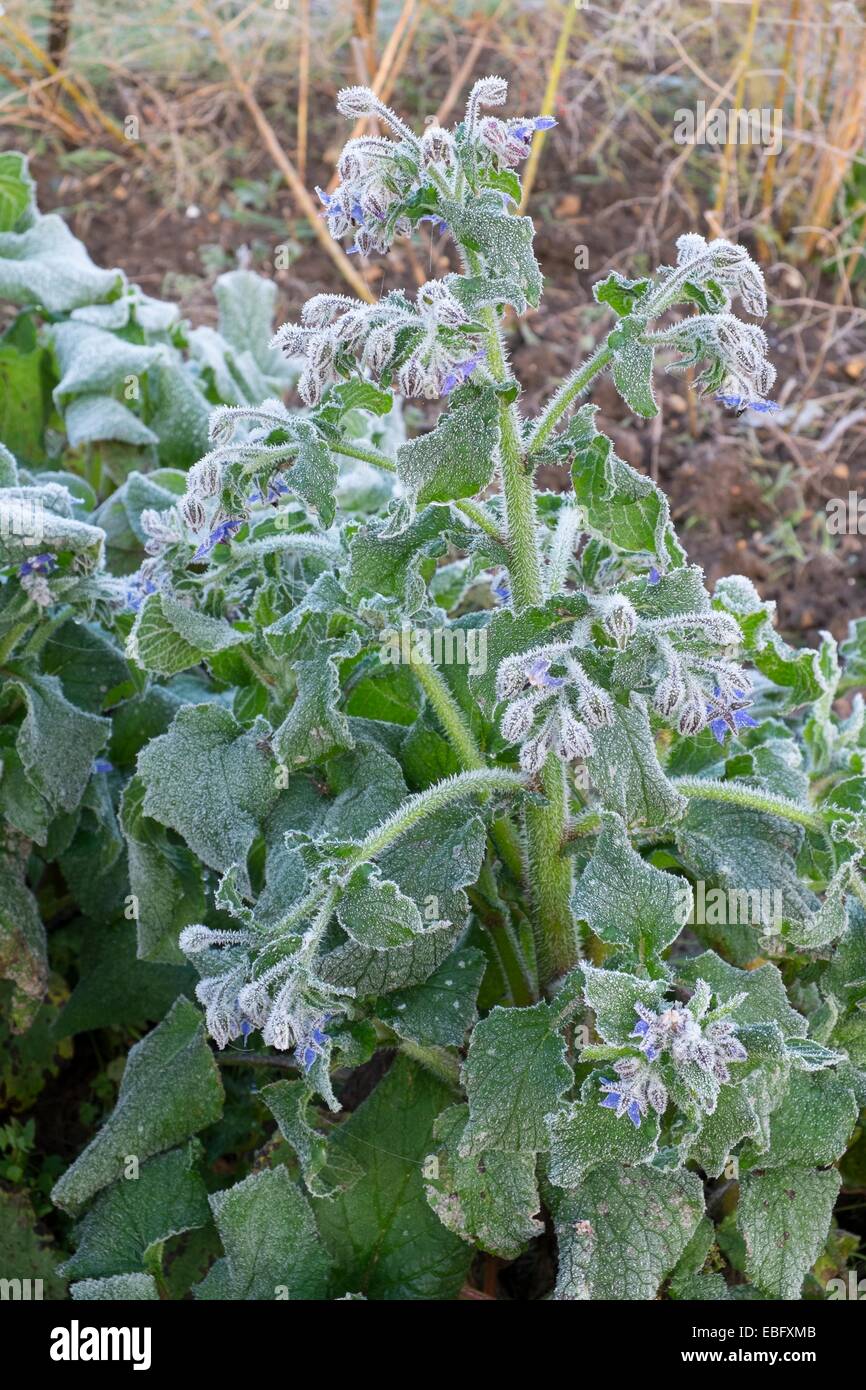 Borrango Officinalis - Borretsch, Blätter und Blüten mit Abdeckung der Frost. Stockfoto