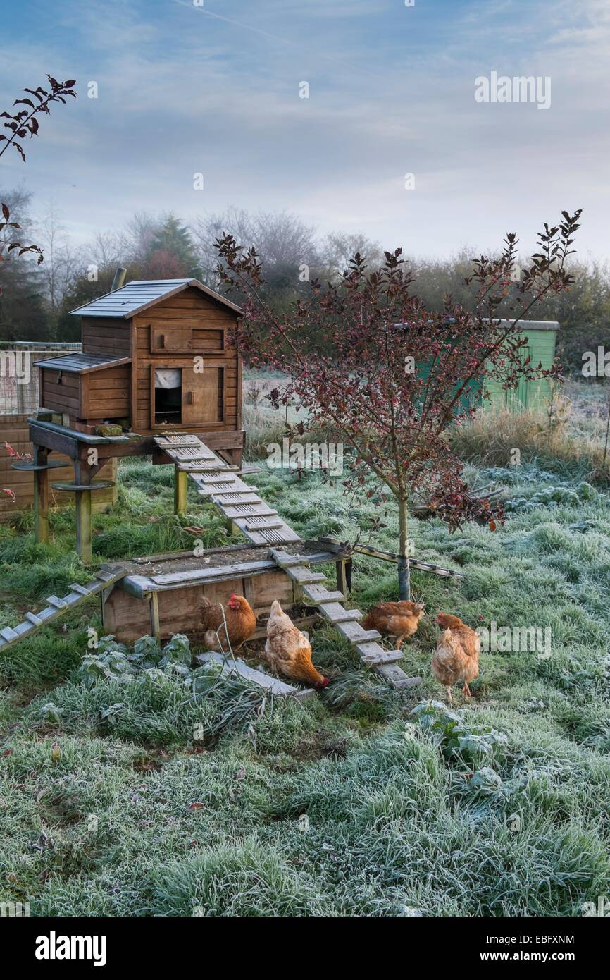 Haustier Hühner und erhöhten Hühnerstall bei frostigen Wetter Stockfoto