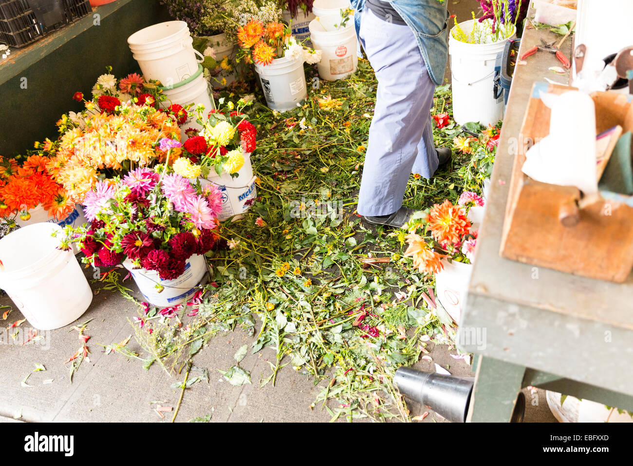 Blumengeschäft stehend in die Blume Cutoffs festgelegt, auf dem Boden / chaotisch Boden Arbeitsbereich Stockfoto
