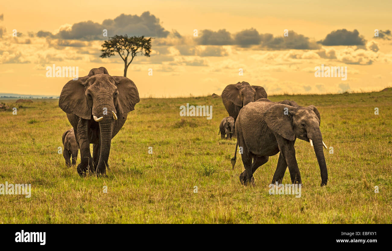 Eine Herde Elefanten (Loxodonta Africana) mit zwei Babys, Masai Mara National Reserve, Kenia Stockfoto