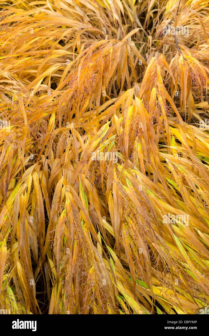 Ornamental Grass Hakonechloa Macra 'Aureola', Laub schalten goldenen im frühen Winter. Stockfoto