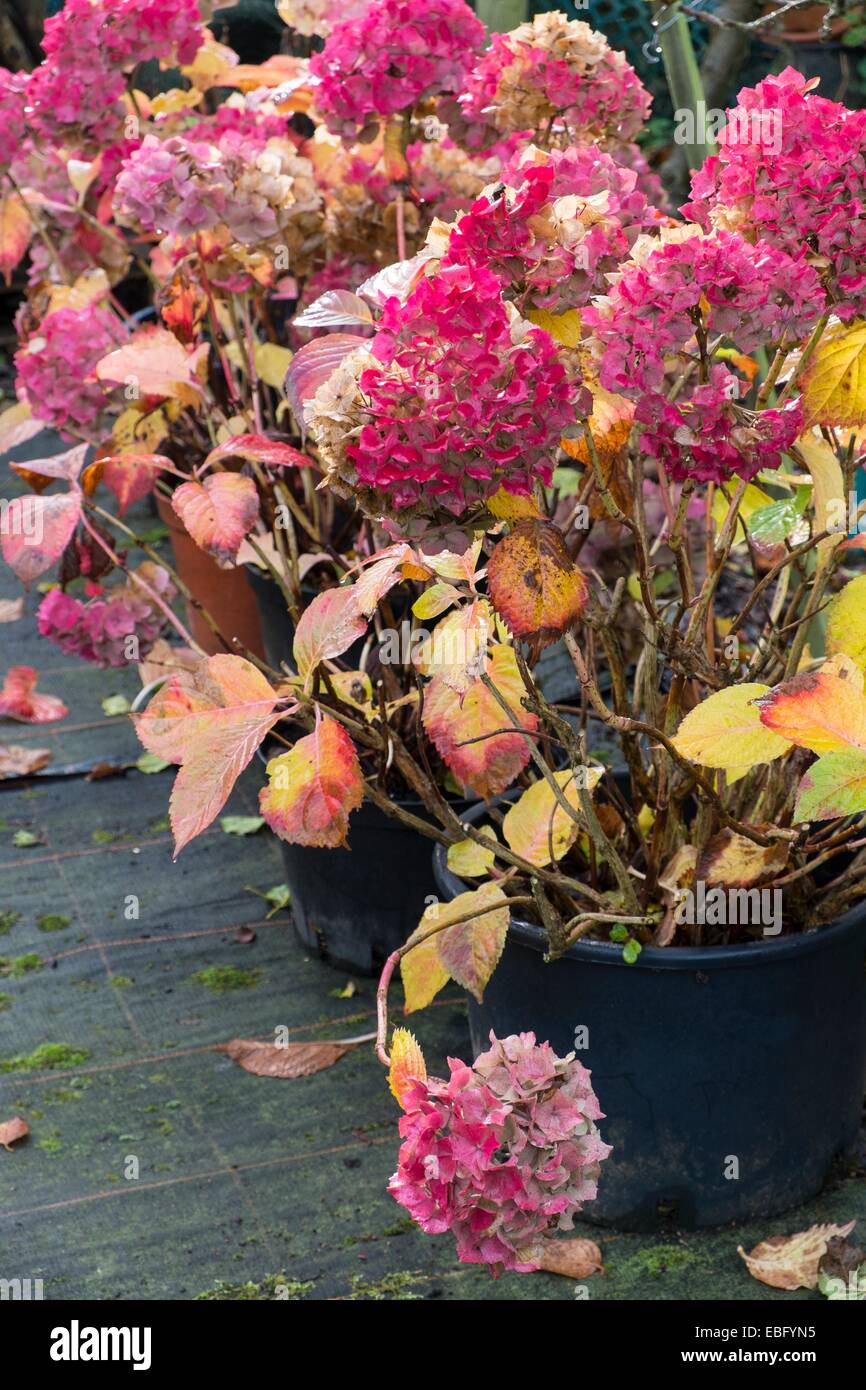 Eingemachte Hydrangea Macrophylla "Hamburg", Blüten und Laub rot im frühen Winter. Stockfoto