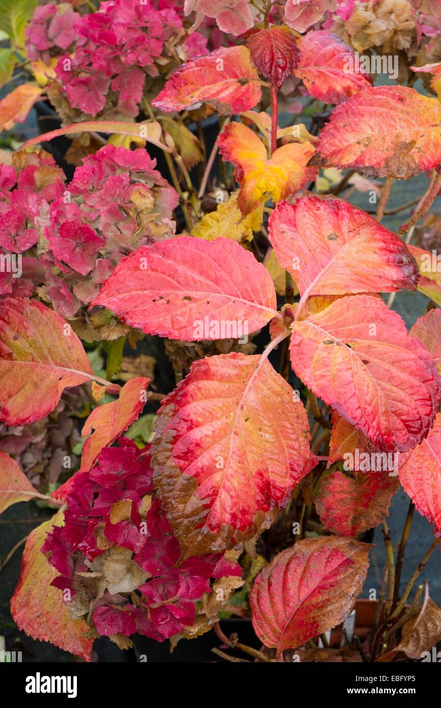 Eingemachte Hydrangea Macrophylla "Hamburg", Blüten und Laub rot im frühen Winter. Stockfoto