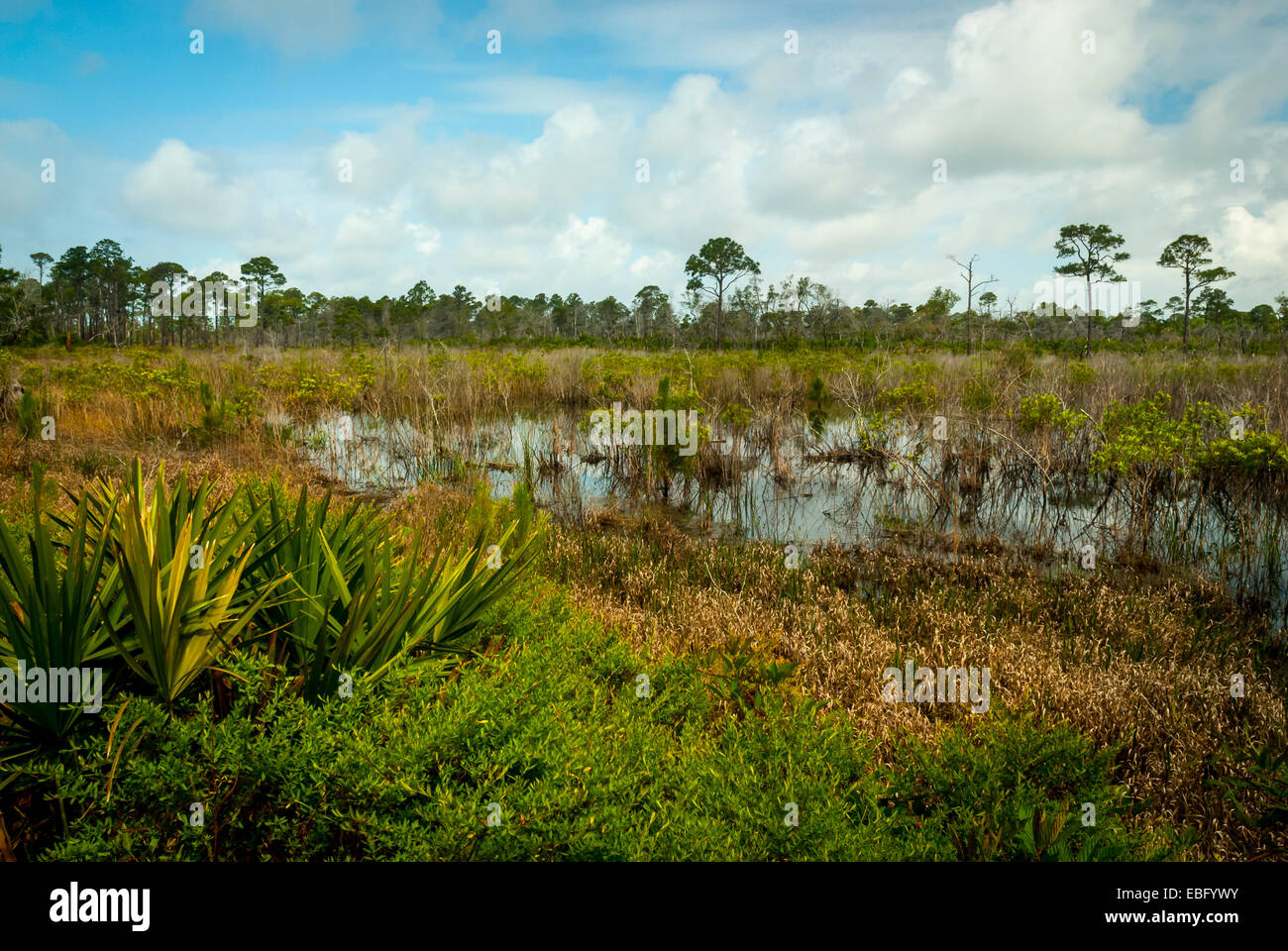 Feuchtgebiet Blick in Bon Secour National Wildlife Refuge im Baldwin County, Alabama.The Zuflucht ist ca. 7.000 Hektar groß. Stockfoto