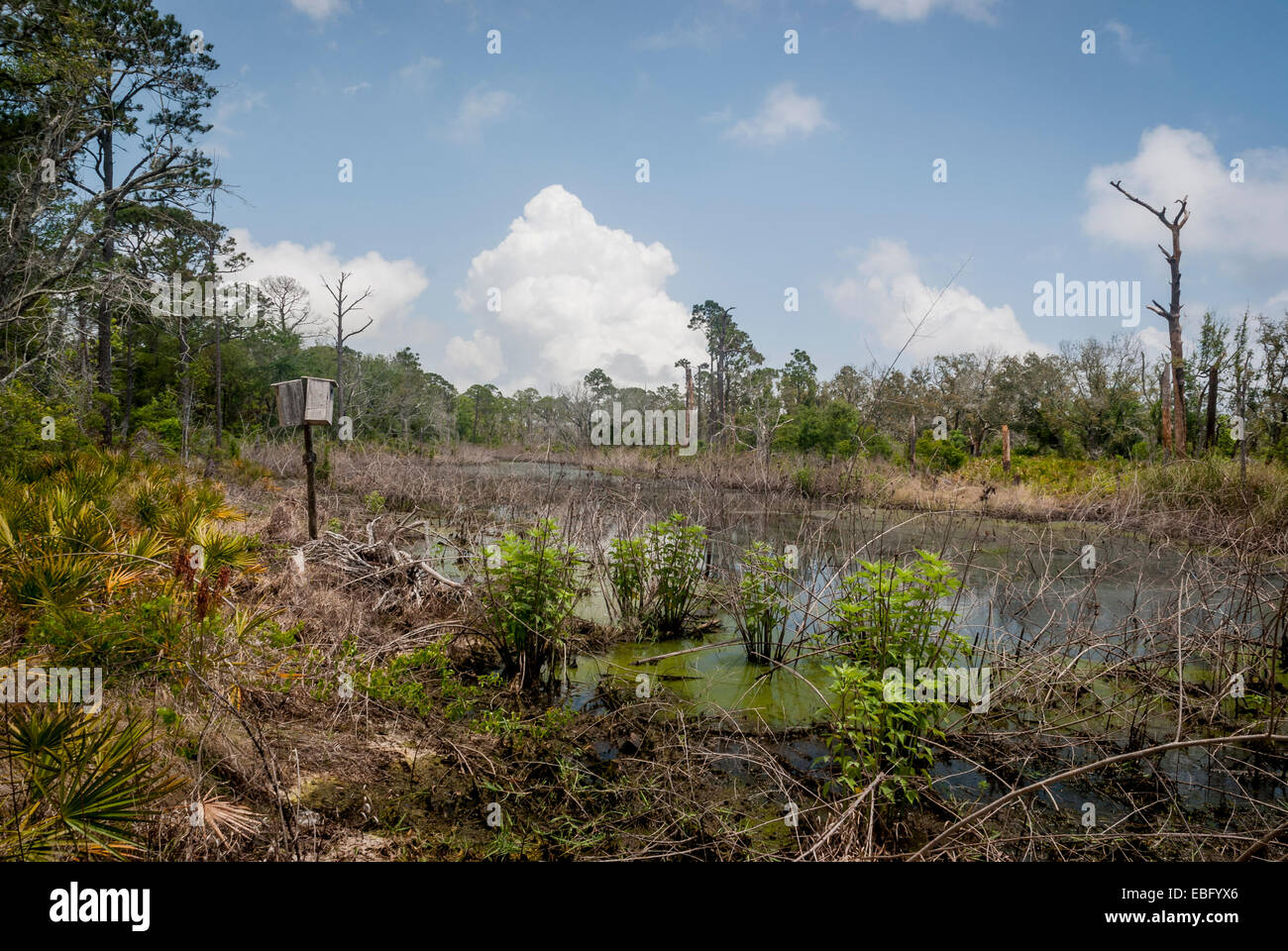 Eine Brautente Nistkasten ein Feuchtgebiet in Bon Secour National Wildlife Refuge entlang der Halbinsel von Fort Morgan in Alabama in der Nähe Stockfoto