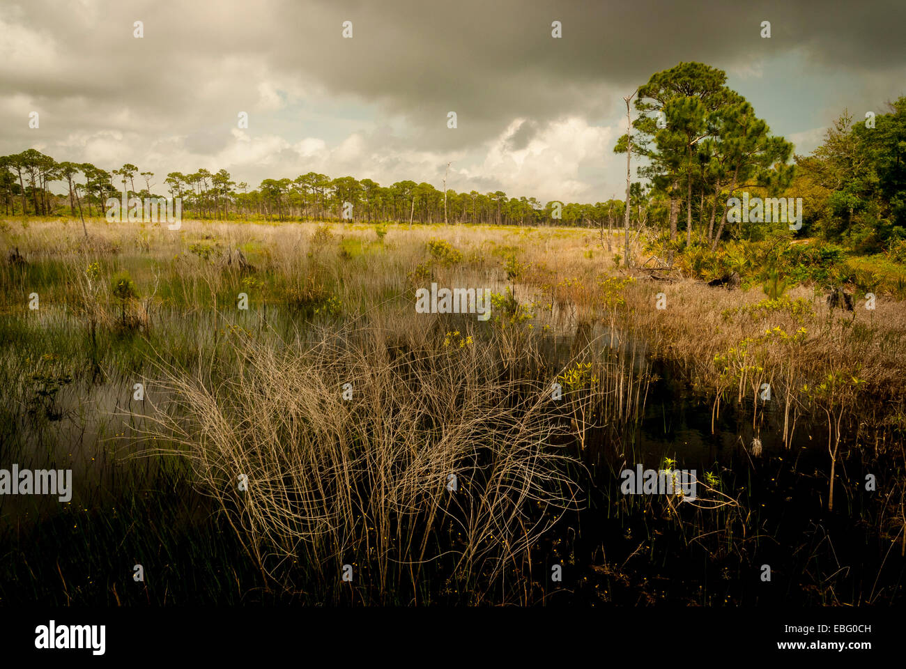 Ein Blick auf die Süßwasserfeuchtgebiete und Gestrüpp Hängematten aus der Centennial Trail in Bon Secour National Wildlife Refuge in Alabama Stockfoto