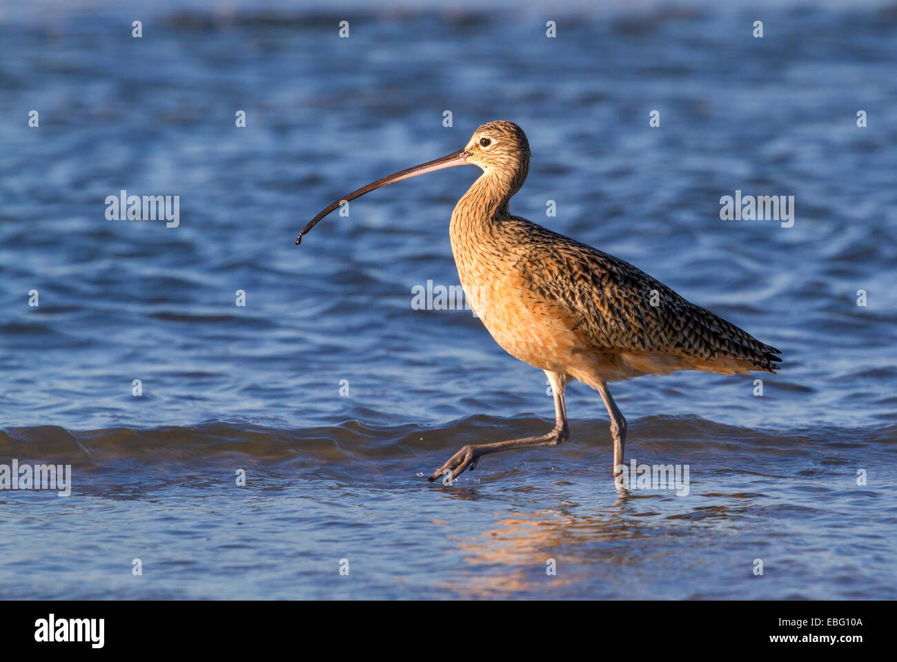 Lange-Brachvogel (Numenius Americanus) auf Nahrungssuche im flachen Wasser, Galveston, Texas, USA. Stockfoto