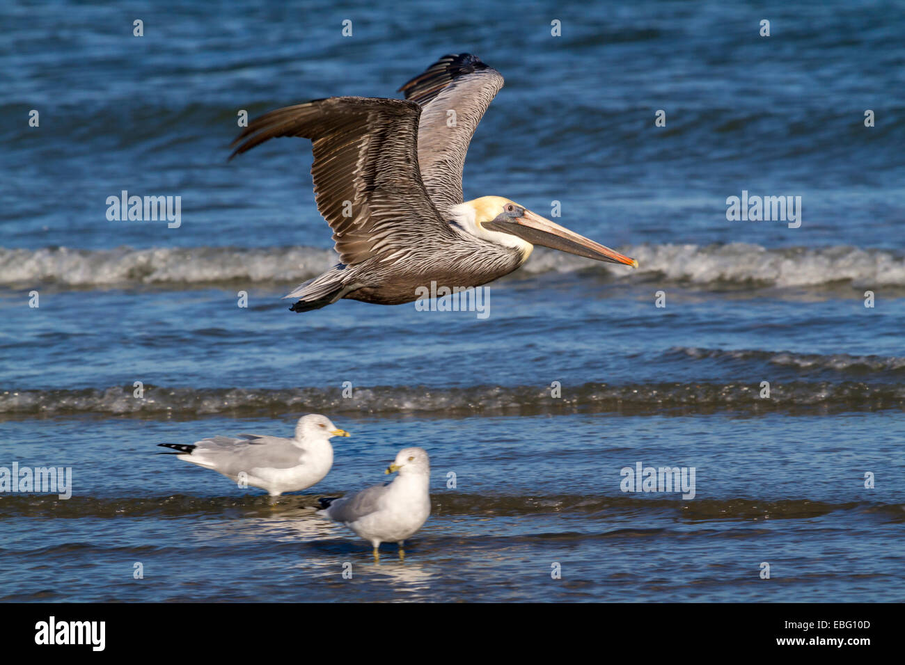 Brauner Pelikan (Pelecanus Occidentalis) fliegen entlang der Küste des Ozeans, Galveston, Texas, USA. Stockfoto