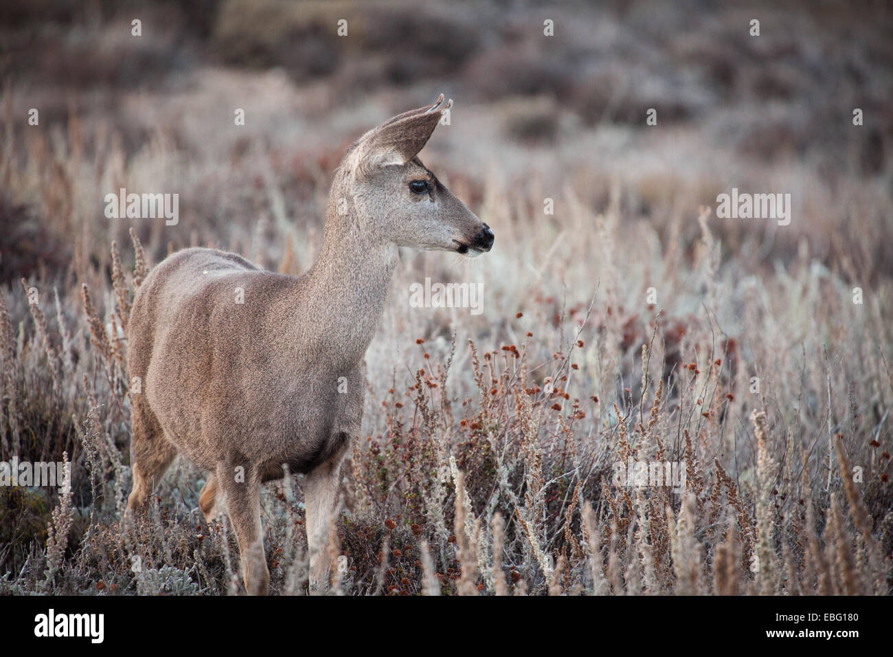 Schwarz - Tailed Hirsche am Point Lobos State Reserve, California. Stockfoto