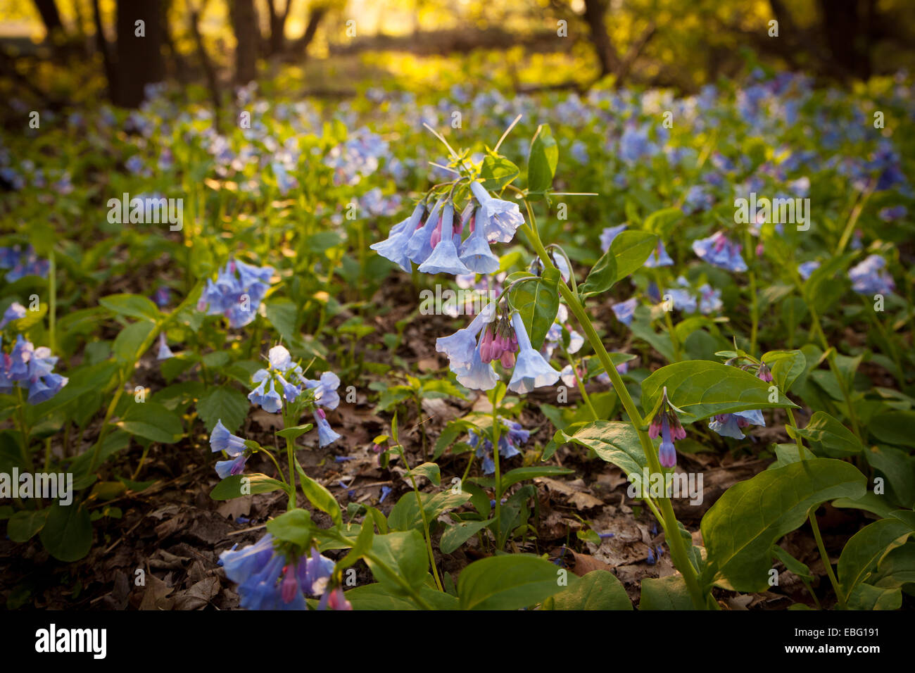 Virginiabluebells Story County, Iowa. Stockfoto