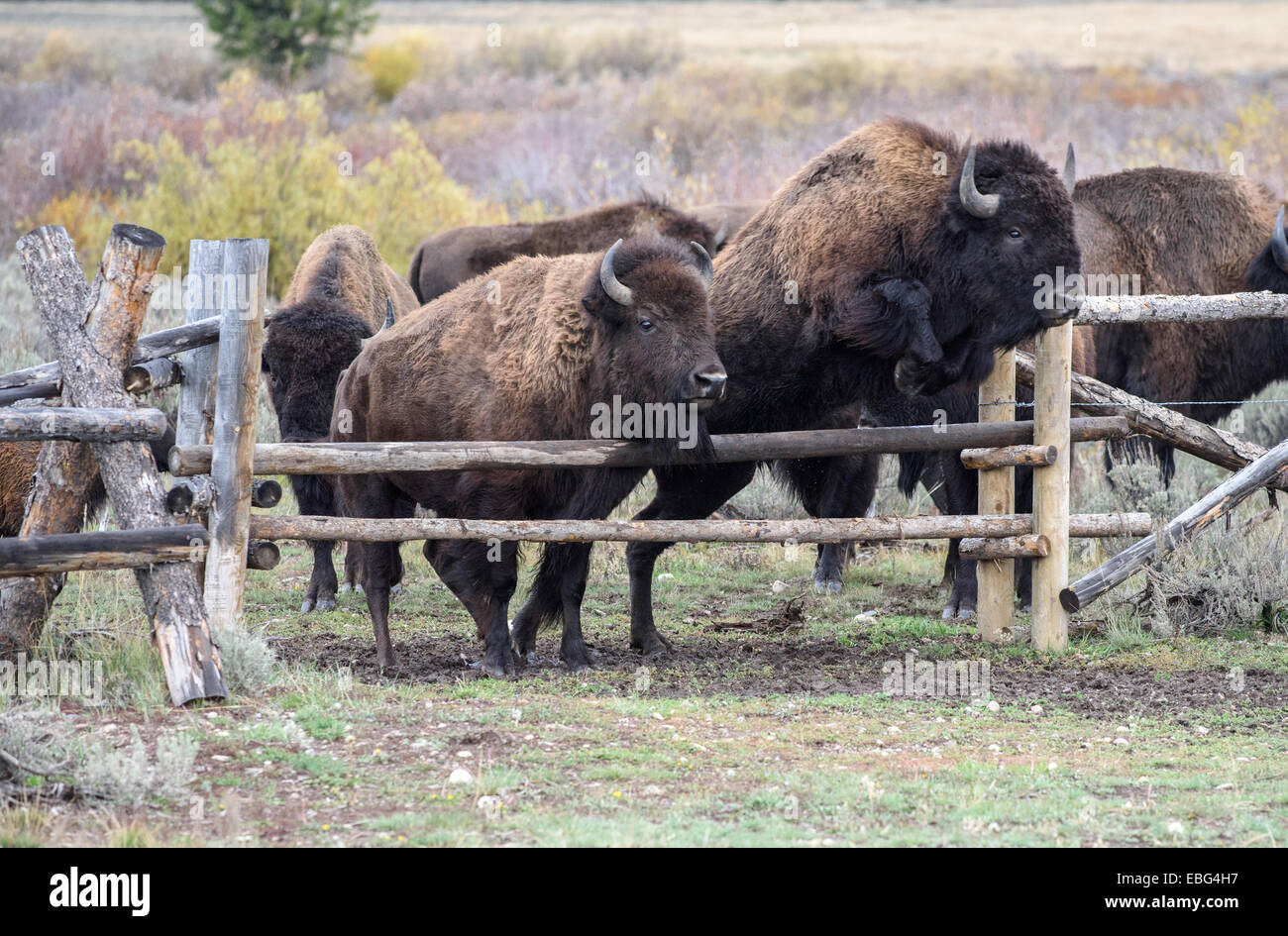 American Bison roaming im Grand-Teton-Nationalpark, Wyoming. Stockfoto