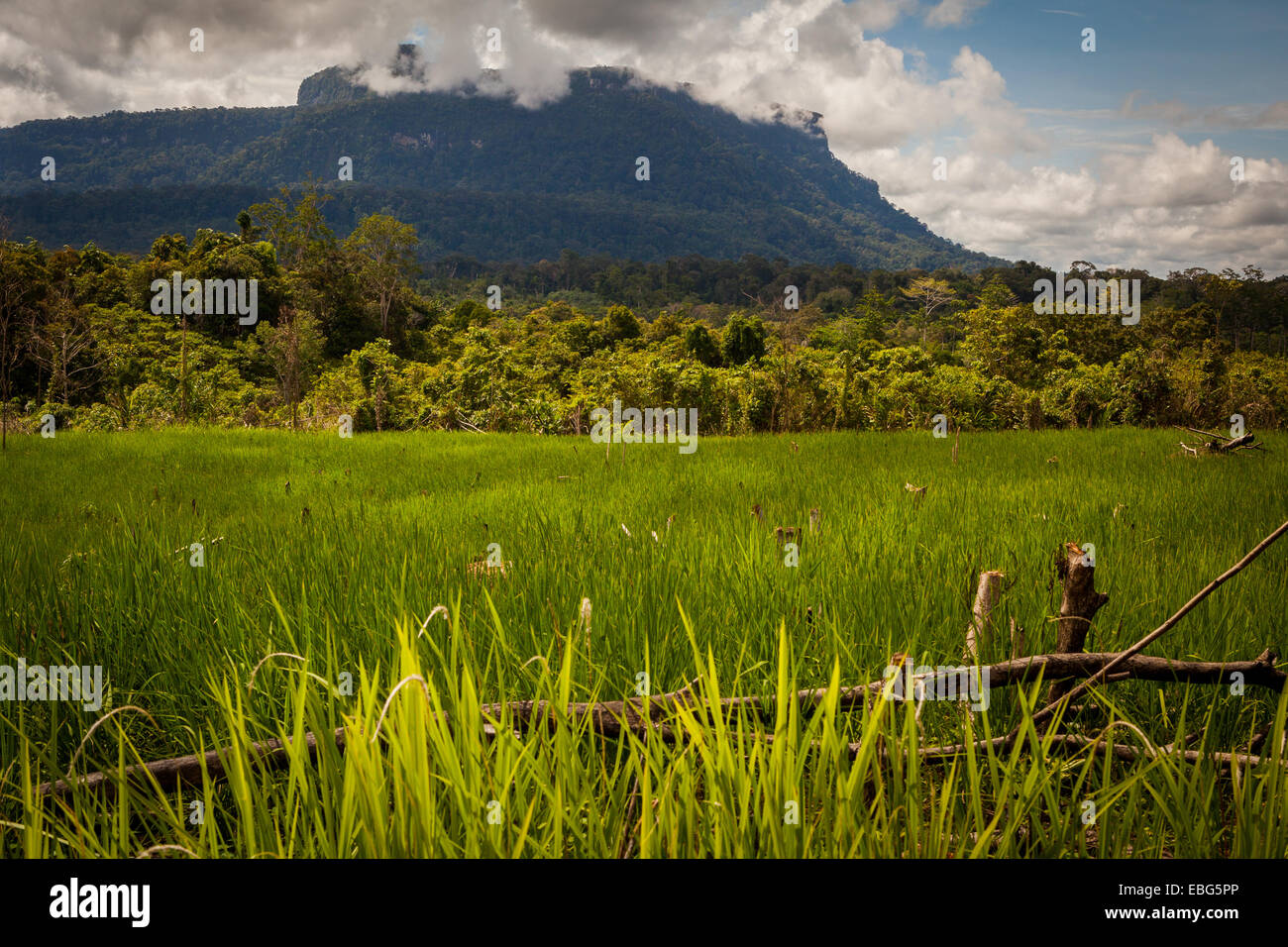 Reisfelder im Hintergrund von Bukit Tilung, einem heiligen Berg im traditionellen Glaubenssystem der Dayak-Gemeinden. Stockfoto
