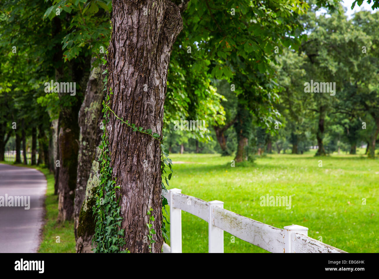 Bäume mit weißen Zaun in der slowenischen Landschaft Stockfoto