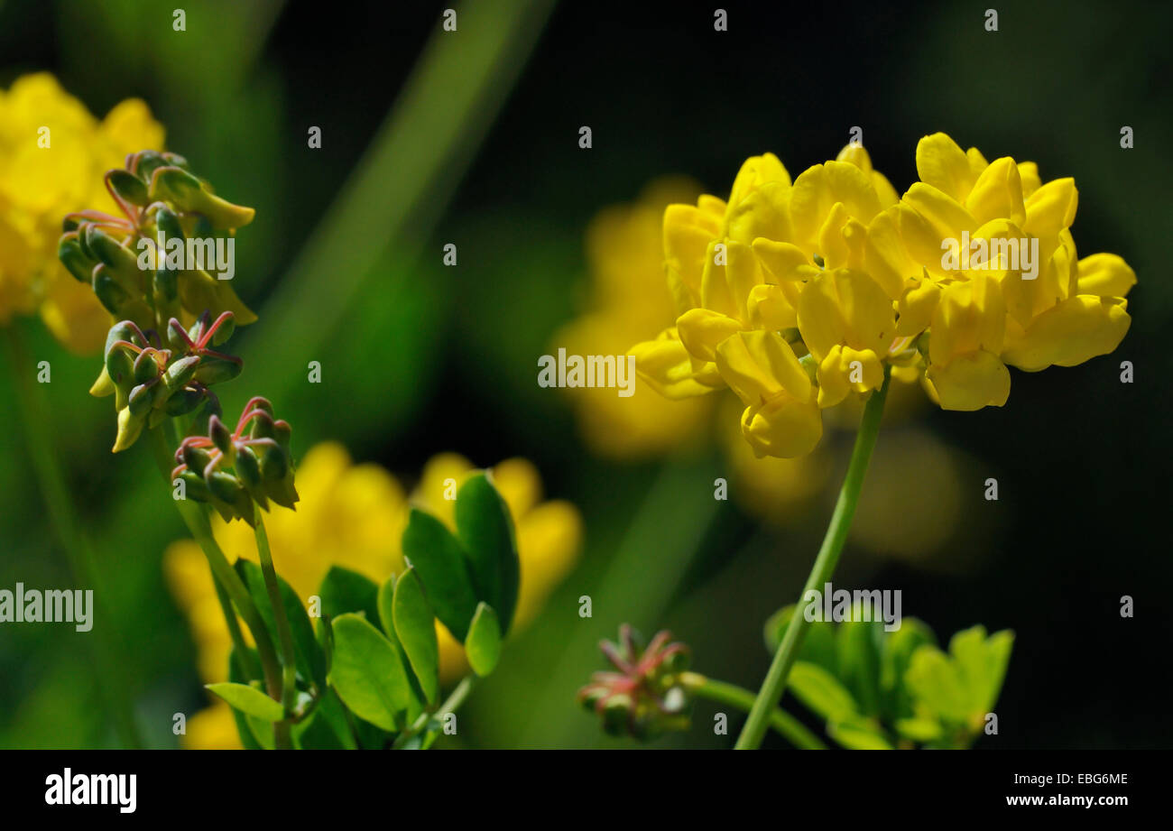 Scorpion Wicke - Coronilla Coronata gelbe Hülsenfrucht Blume Stockfoto