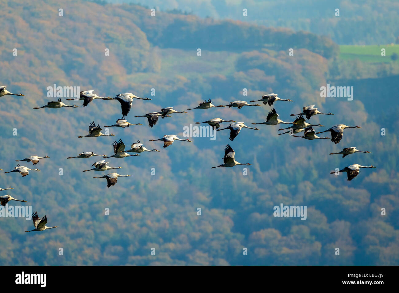 Kraniche (Grus Grus) im Flug, Gevelsberg, Nordrhein-Westfalen, Deutschland Stockfoto