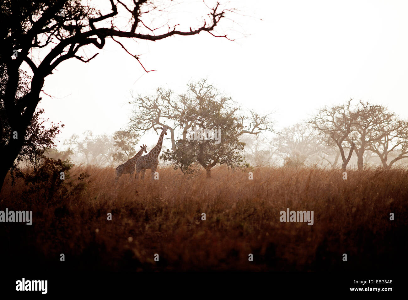 Kordofan Giraffen (Giraffa Plancius Antiquorum) stehen inmitten von Akazien oder Thorntrees (Akazie) und Elefantengras oder Stockfoto