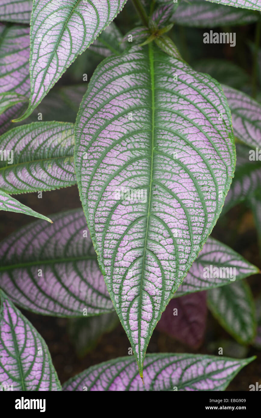 Strobilanthes Dyeriana. Lila Laub. Stockfoto