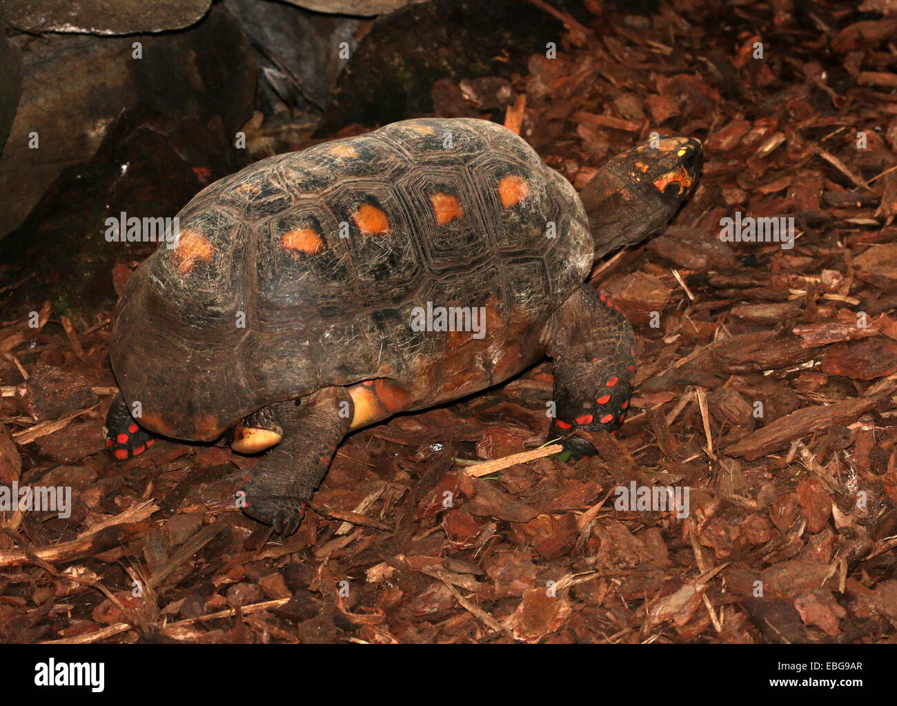 Nahaufnahme einer südamerikanischen Red-footed Schildkröte (Chelonoidis Carbonaria) Stockfoto