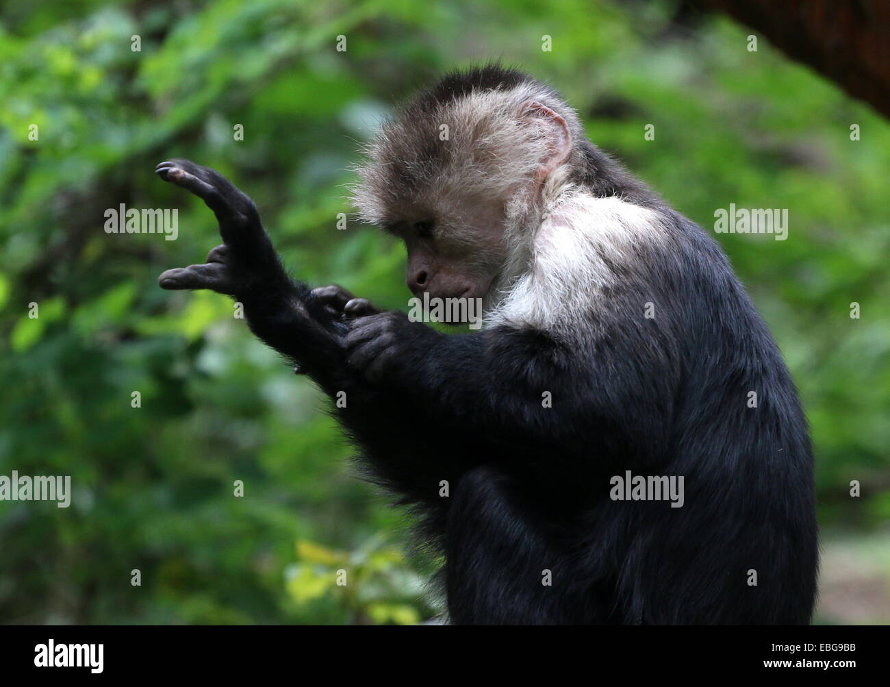 Gescheckte Kapuziner (Cebus Capucinus) Pflege sein eigenes Bein AKA White-faced oder weißer-throated Kapuziner Affen Stockfoto