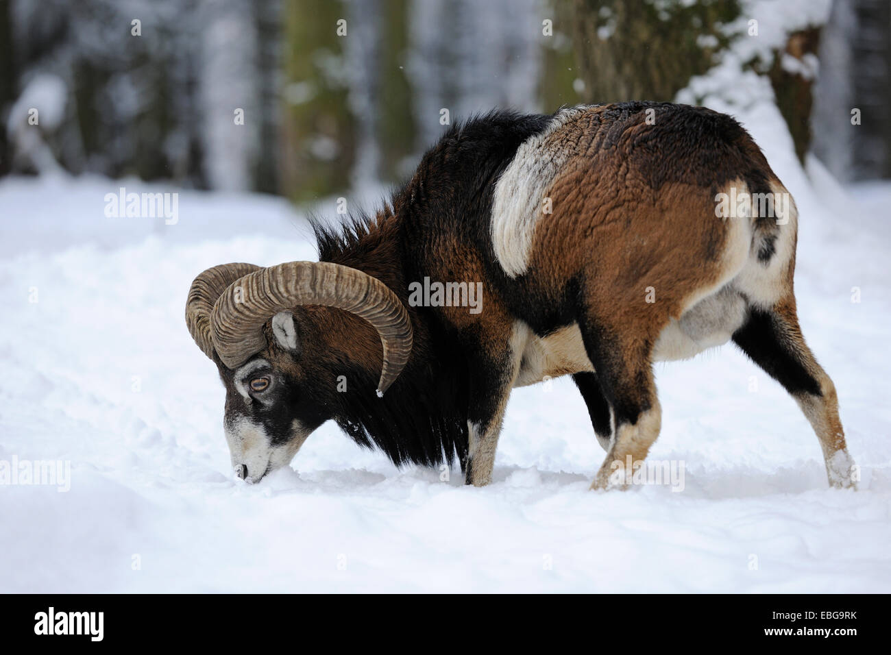 Europäischer Mufflon (Ovis Ammon Musimon), ram stehen im Schnee, Gefangenschaft, Sachsen, Deutschland Stockfoto