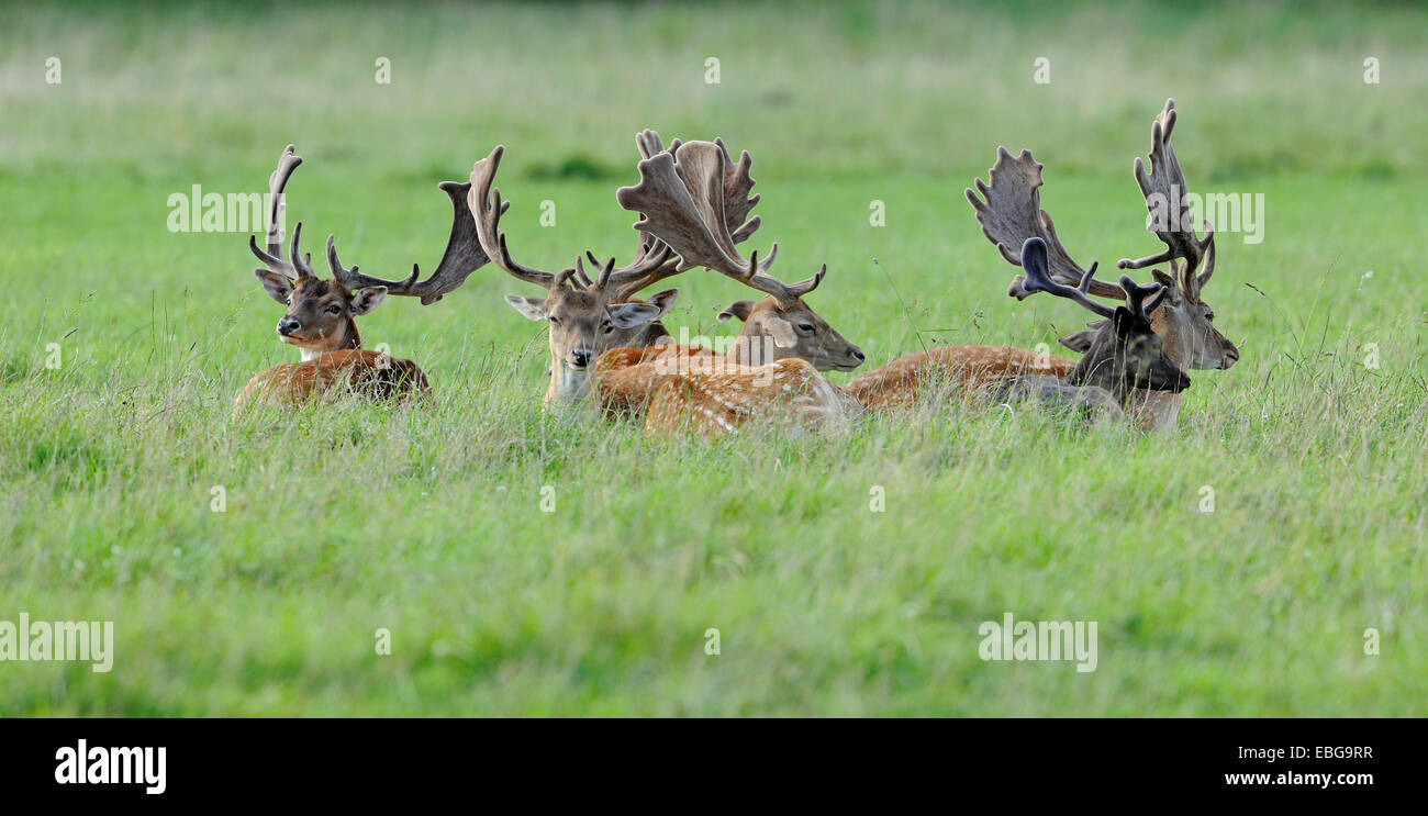 Damhirsch (Dama Dama), Herde Böcke liegen auf einer Wiese, Gefangenschaft, Bayern, Deutschland Stockfoto